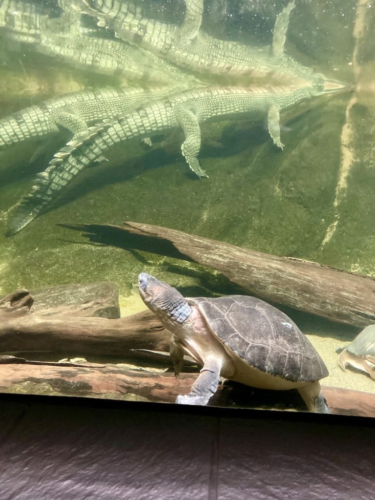 Turtles and crocodiles at the rain forest building at the Cleveland Zoo
