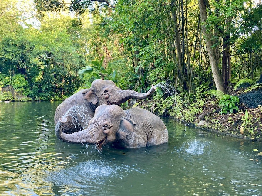 Fake elephants spraying water on the jungle cruise at Magic Kingdom